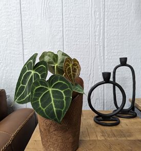 Arching Amour™ Alexandrite is Right™ Anthurium