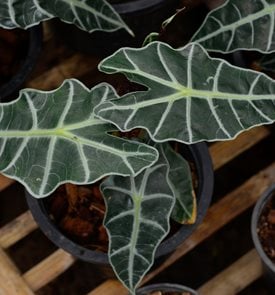 Alocasia Polly