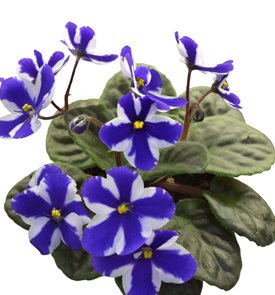 Chimera Concord African Violet