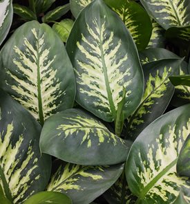 Dieffenbachia 'Tropic Snow'