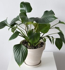 Emerald Gem Homalomena