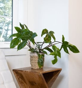 Prismacolor™ Florida Green Philodendron