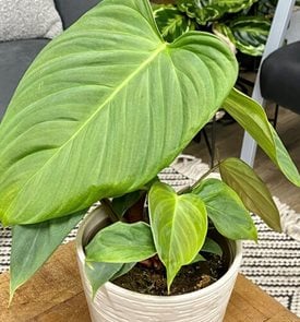 Prismacolor™ Fozzie Philodendron