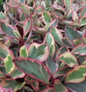 Ginny Peperomia, Peperomia Clusiifolia
Shutterstock.com
New York, NY