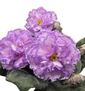 Julia African Violet