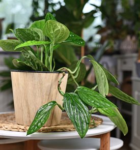 Monstera Karstenianum, Monstera Peru
Shutterstock.com
New York, NY