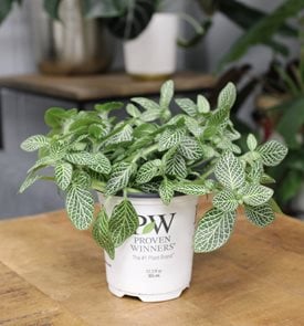 Network News™ Lifestyle™ nerve plant