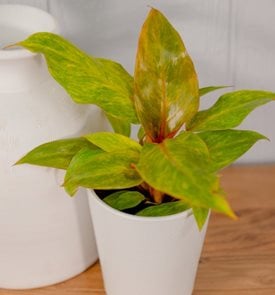 Prismacolor™ Orange you Gorgeous™ philodendron