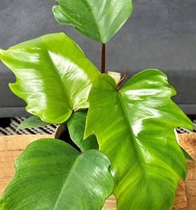 Prismacolor™ Philodendron