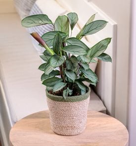 Sweet Dreams® Grey Star Never Never Plant