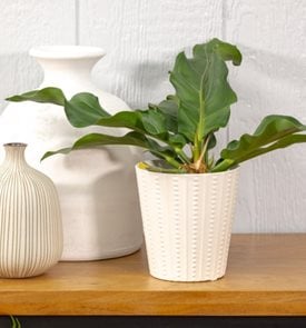 Arching Amour™ Tall Tale™ Anthurium