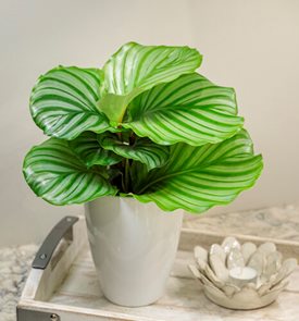 Round leaf calathea