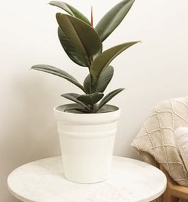Chroma® Chloe Rubber Plant