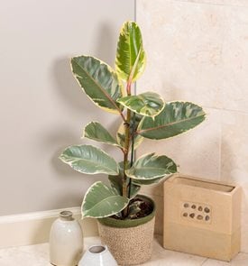 Chroma® Tineke Rubber Plant