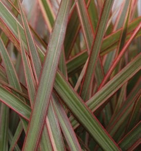 Cordylena Ruby Madagascar Dragon Tree