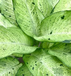 Dieffenbachia 'Camouflage'