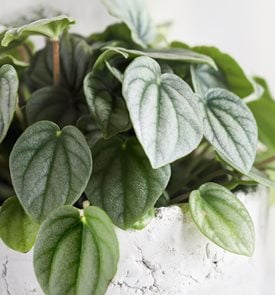 Frost Peperomia, Peperomia Caperata
Shutterstock.com
New York, NY