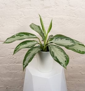Glitter Glamour Chinese Evergreen, Aglaonema
Proven Winners
Sycamore, IL