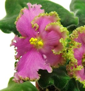 High School Sweetheart African Violet