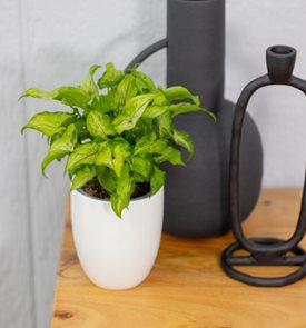 Falling Arrows® Ruby Reign™ arrowhead vine