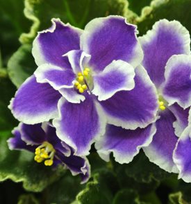 Summer Twilight African Violet