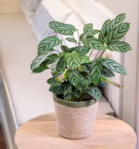 Sweet Dreams® Exotica Never Never Plant