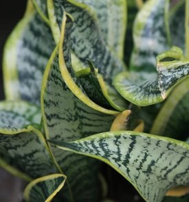 S. trifasciata 'Twisted Sister'