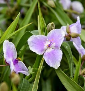'Webmaster' Spiderwort