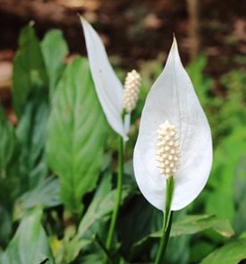 Mauna Loa Peace Lily, Spathiphyllum Wallisii
Shutterstock.com
New York, NY