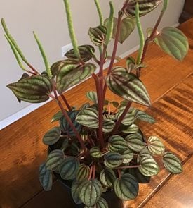 Peacock Peperomia, Peperomia 'piccolo Banda'
Garden Design
Calimesa, CA