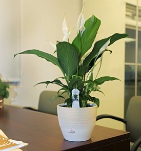 Sensation Peace Lily, Spathiphyllum Wallisii
Costa Farms
Miami, FL