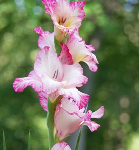 Gladiolus ‘Priscilla’