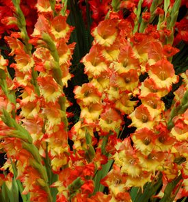 Gladiolus ‘Princess Margaret Rose’