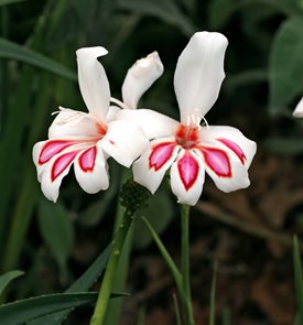 Gladiolus nanus ‘Prins Claus’