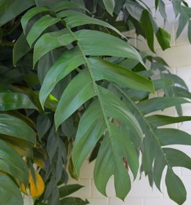 Monstera Pinnatipartita, Hurrican Plant
Shutterstock.com
New York, NY