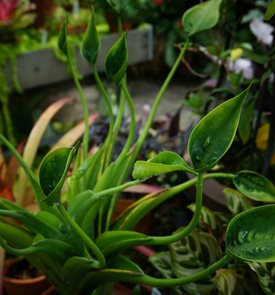 Alocasia Tiny Dancers