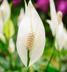 Little Angel Peace Lily, Spathiphyllum Hybrid, Dwarf Peace Lily
Alamy Stock Photo
Brooklyn, NY