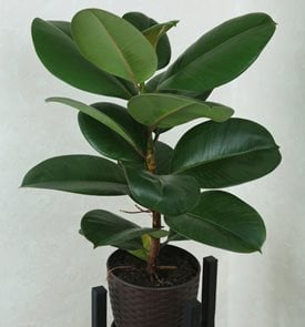 'Robusta' rubber plant