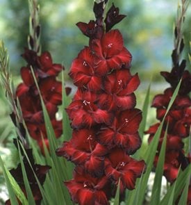 Gladiolus ‘Black Beauty’
