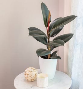 Chroma® Abidjan Rubber Plant