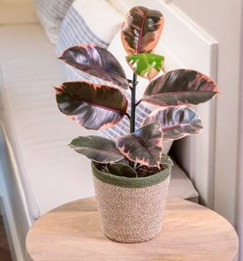 Chroma® Belize Rubber Plant