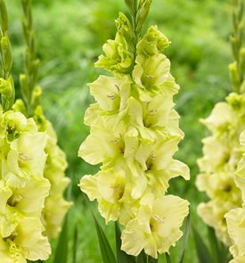 Gladiolus ‘Green Star’