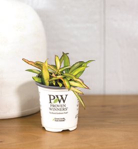 Endless Cascades™ Kelp Grove™ Hoya