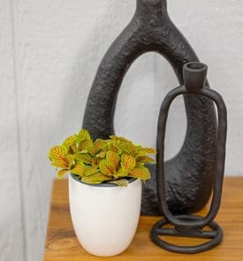 Network News™ Primetime™ nerve plant