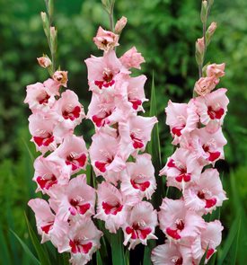 Gladiolus ‘Wine and Roses’