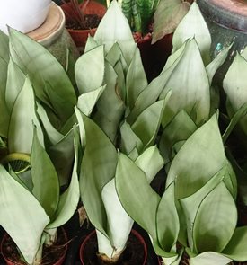 S. trifasciata 'Moonshine'