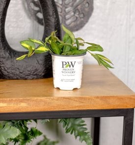 Endless Cascades™ Sea Stones™ Hoya