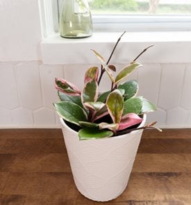 Endless Cascades™ Shining Sea Star™ Hoya