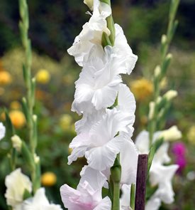 Gladiolus ‘White Prosperity’