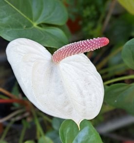 'White Heart' Anthurium